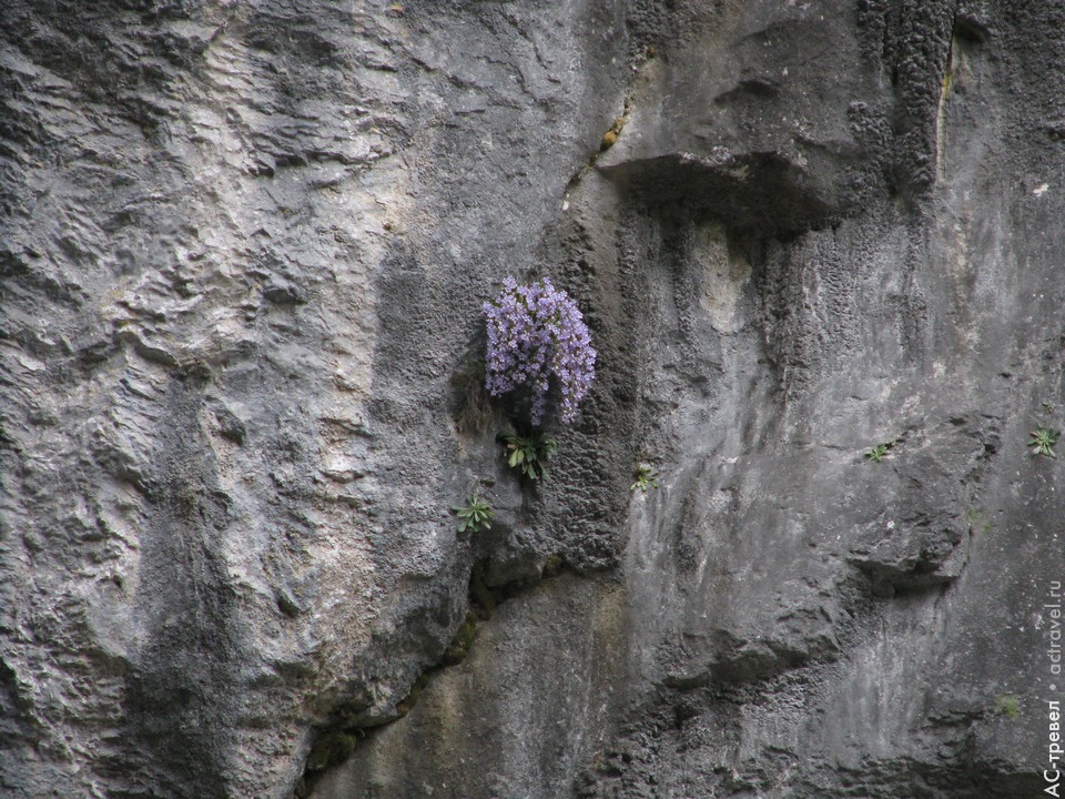              .   , , ,        ,   , , ,        (. Campanula anomala).      