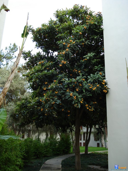  Club Med Palmiye, 