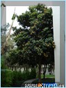  Club Med Palmiye, 