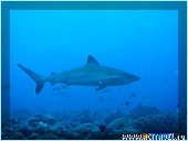    (. White-tipped reef shark, . Triaenodon obesus).    ( )