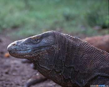  . -   .  Komodo Dancer