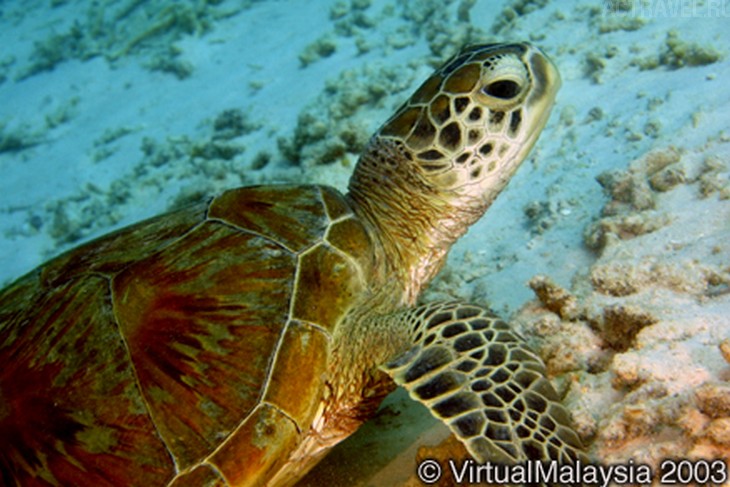 .  Mataking The Reef Dive Resort,  ,  , 