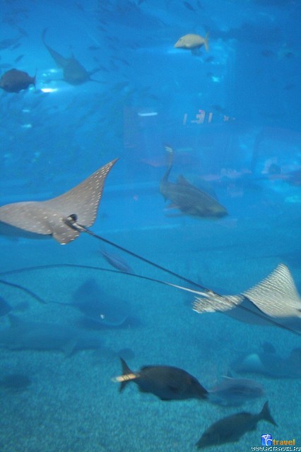 .   . , , Okinawa Churaumi Aquarium