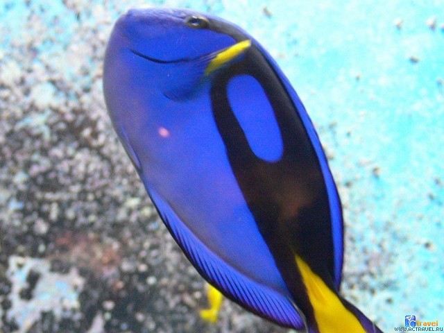   . , , Okinawa Churaumi Aquarium