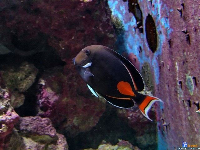   . , , Okinawa Churaumi Aquarium