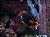   . , , Okinawa Churaumi Aquarium