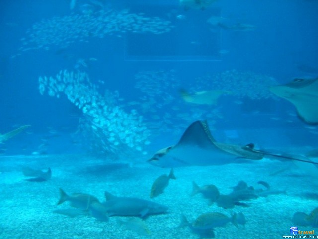   . , , Okinawa Churaumi Aquarium