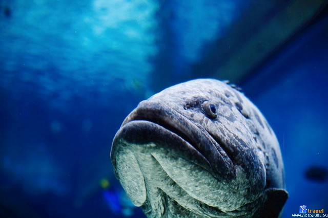   . , , Okinawa Churaumi Aquarium