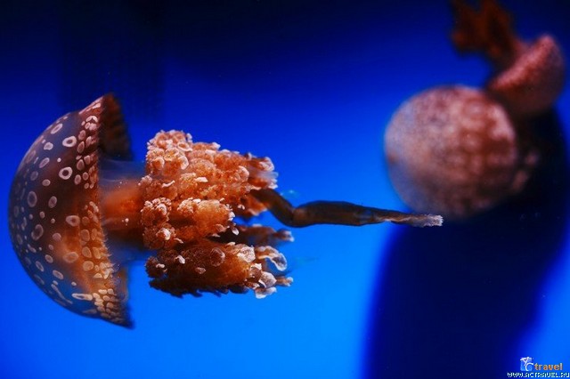   . , , Okinawa Churaumi Aquarium