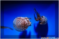   . , , Okinawa Churaumi Aquarium