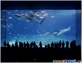   . , , Okinawa Churaumi Aquarium