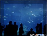   . , , Okinawa Churaumi Aquarium