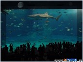   . , , Okinawa Churaumi Aquarium