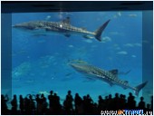   . , , Okinawa Churaumi Aquarium