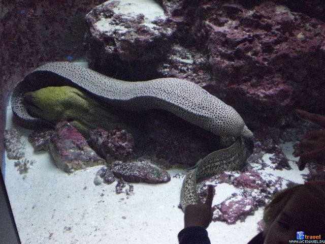 .   . , , Okinawa Churaumi Aquarium