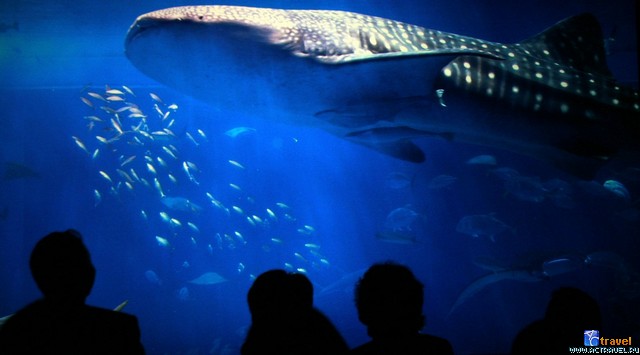   . , , Okinawa Churaumi Aquarium