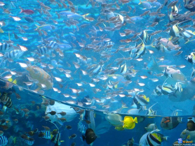   . , , Okinawa Churaumi Aquarium