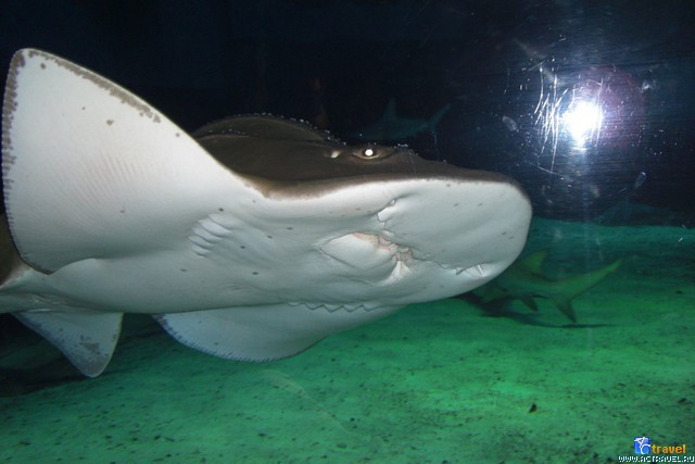  .   . , , Okinawa Churaumi Aquarium