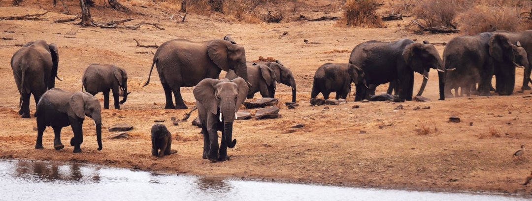 Слоны в национальном парке ЮАР
